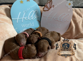 DWKC registered ESPONJOSO Exclusive Half Asian Toy Poodles | August 2026