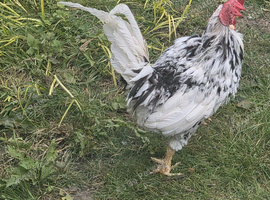 White Mix Breed Cockerel