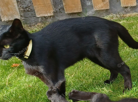 Lovely 1 Year Old Female Domestic Shorthair