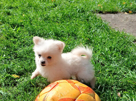 Pomchi