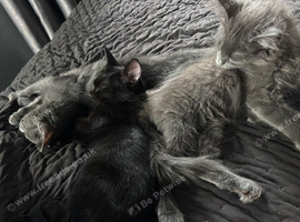 Kittens