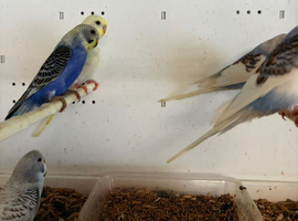 Budgies