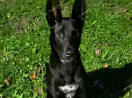 KILO   6 months old Belgian Malinois X