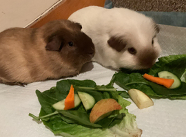 Two californian boars