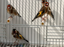 Goldfinch males available ioa rings