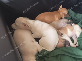 Chihuahua whippet cross