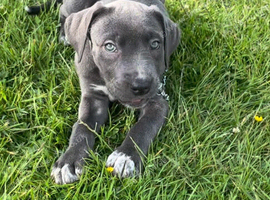 Stunning cane corso x