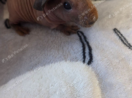 2 skinny pig boys ready to reserve