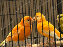 Canary