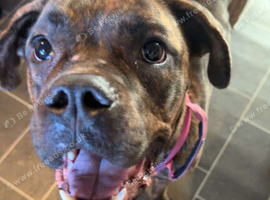 Cane corso