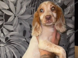 Cocker spaniel