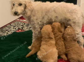 Teddy bear Poochon puppies