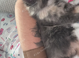 kitten for sale no fault of her own