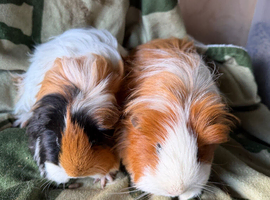 Guinea pigs boys and girls