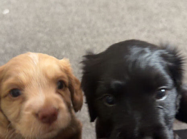 Beautiful cocker spaniel puppies