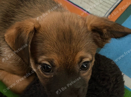 Stunning coated pedigree pups