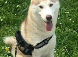 Beautiful female Siberian husky