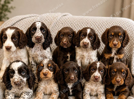 Cocker Spaniels Fully Vaccinated Ready Now