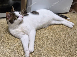 ROMEO NEEDS A CAT FREE HOME - GENUINE INTEREST ONLY