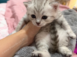 Beautiful BSH &times; Siberian Kittens