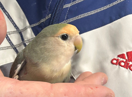 Hand reared baby lovebird available