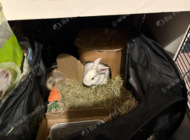 2 Mini lops for sale
