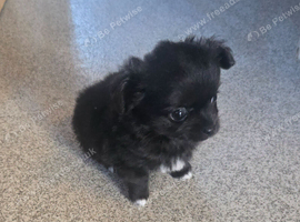 Ready now, Beautiful small black pomchi