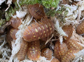 Armadillidium granulatum Granulated Isopod x10