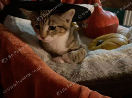 gorgeous kittens