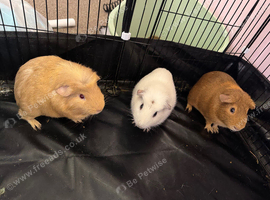 Male guinea pigs