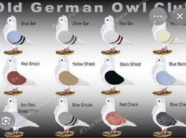 German owls
