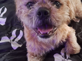 Shih tzu x frenchie