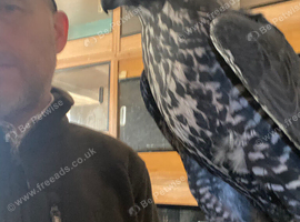 Lovely dark female gyr falcon