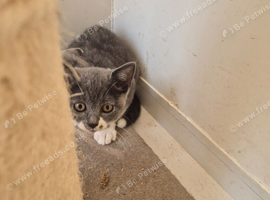 Beautiful kittens for sale