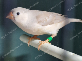 Zebra finch