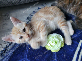 Ginger tabby male