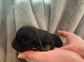 Cavapoo puppies