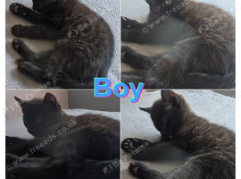Last cute little  black boy no timewasters