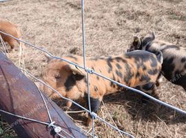 Kune kune piglets