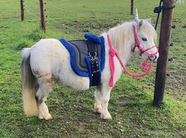 Super Safe Registered Shetland Gelding For Sale
