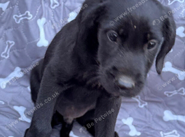 Labrador and Lurcher puppies