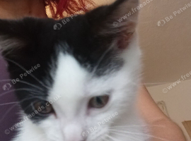 Kitten