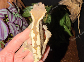 Crested gecko collection