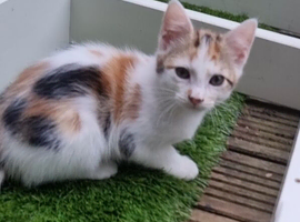 Mixed breed  kittens