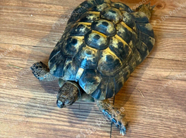 Tortoise