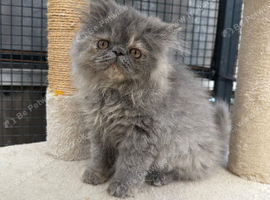 READY NOW! GCCF registered Persian kittens