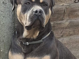 Mastif/ bulldog