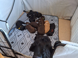 Cocker spaniels