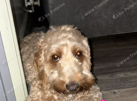 cockapoo puppies