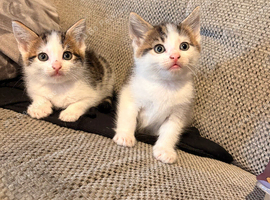 2 kittens for sale